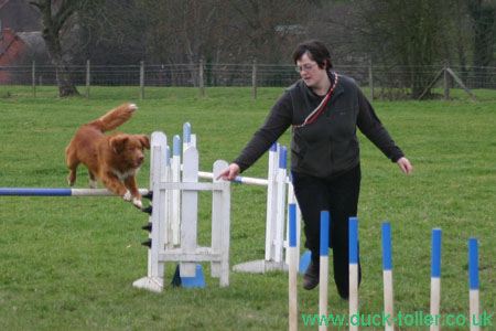 Rupert doing agility