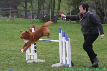 Rupert doing agility