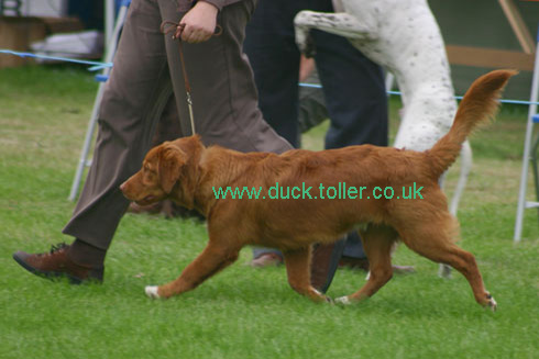 Ari shows off his paces in the Puppy Group at Darlington