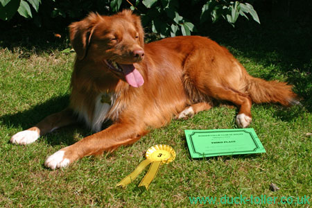 Rupert with his first "proper" Obedience rosette - 3rd in Pre-Beginners at BCC of Wales