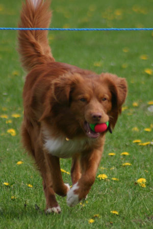 Rupert returns with the ball