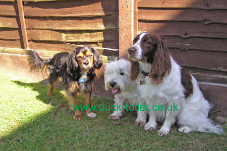 Toby with Monty and Spud after their baths