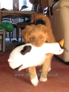 Rupert carrying a toy