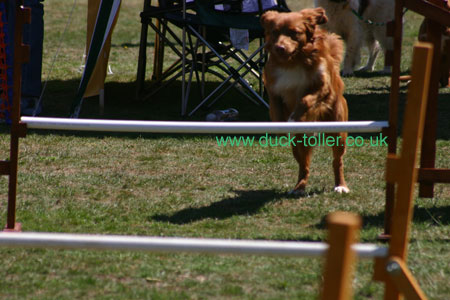 Rupert enjoys the agility course at the NSDTR Club Funday in July 2006