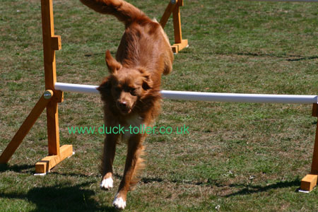 Rupert enjoys the agility course at the NSDTR Club Funday in July 2006