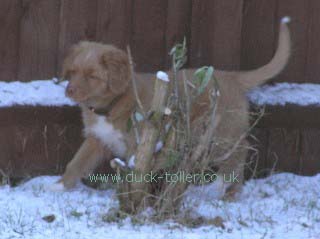 Rupert in the snow