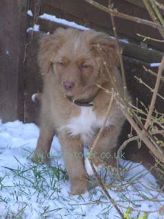 Rupert in the snow